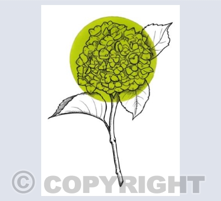 Hydrangea Card