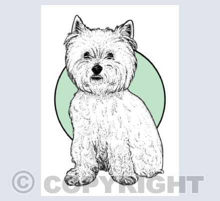 Westie