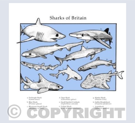 Sharks of Britain