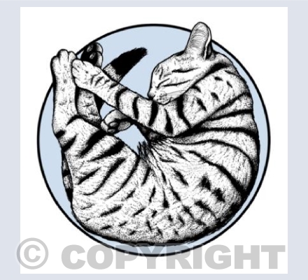 Sleeping Cat