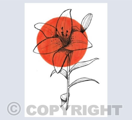 Tiger Lily