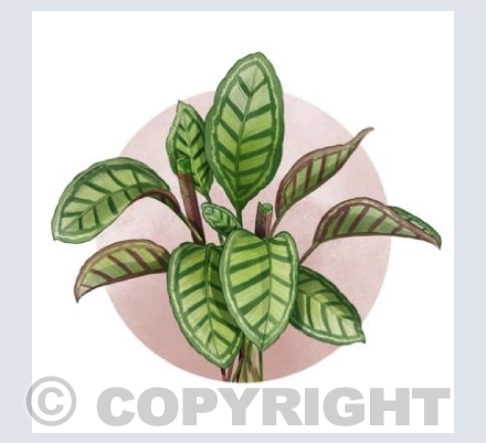 Calathea Flamestar