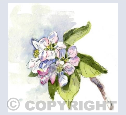 Apple blossom