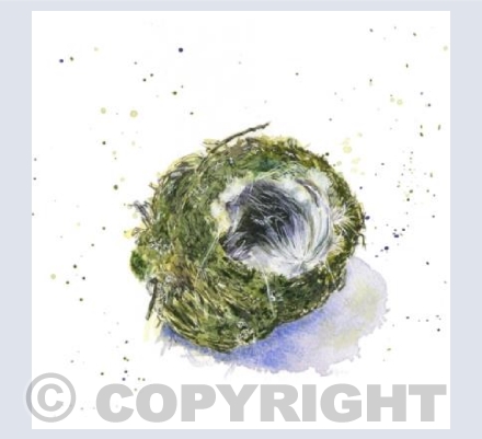 bluetit nest