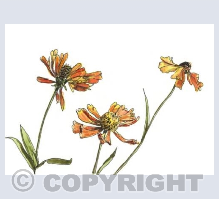 Orange Heleniums