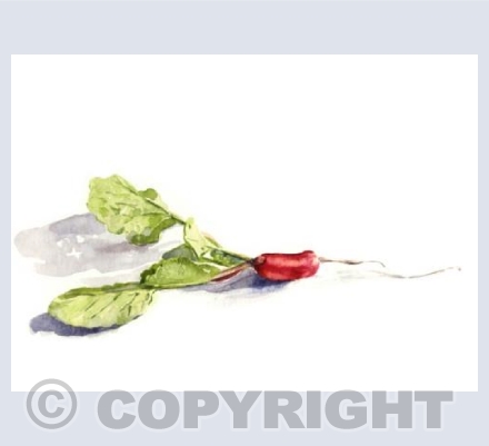 Radish