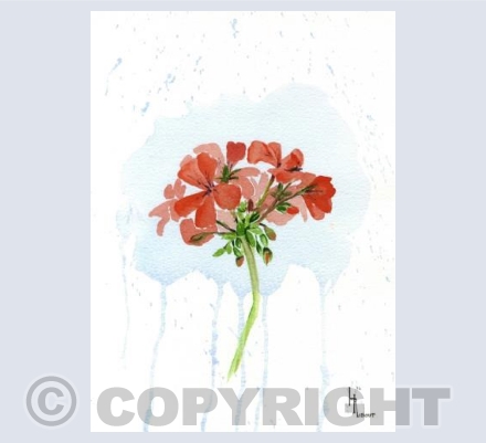 The red geranium