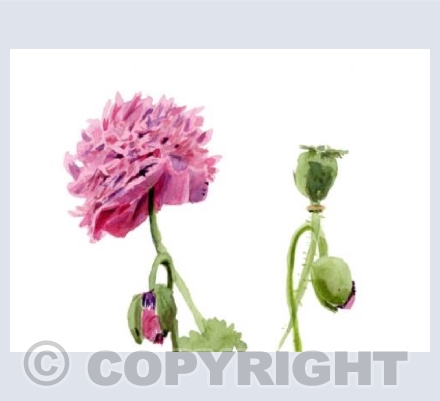 Pink Poppies