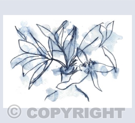 Blue flowers
