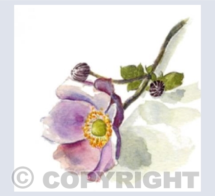 Japanese anemone