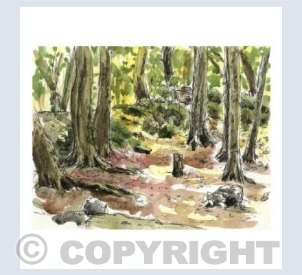 Sunlit woods