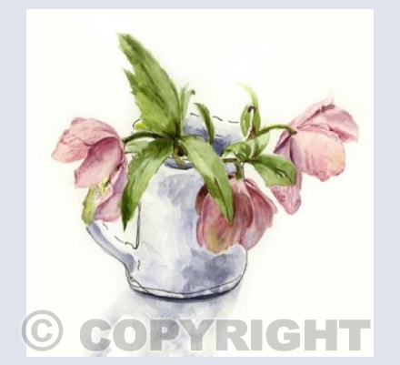 Hellebores