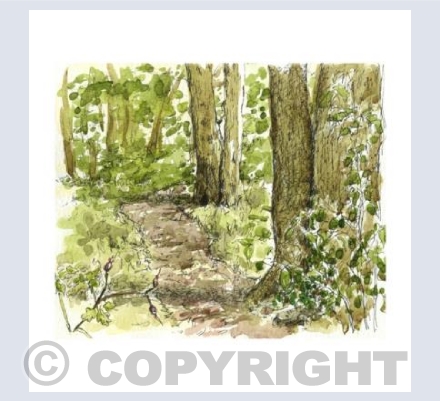 The woodland path
