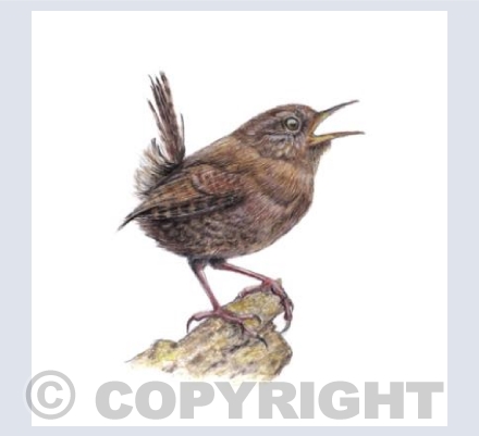 Wren 