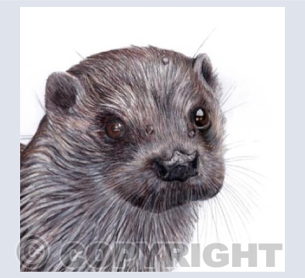 Otter