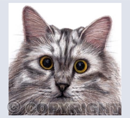 Cat  'Buttons'