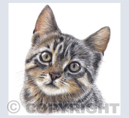 Cat  'Dusty'