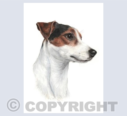 Jack Russell  'Jasper'