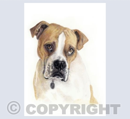 Boxer dog  'Charlie'