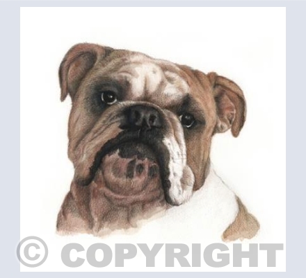 Bulldog  'Winston'