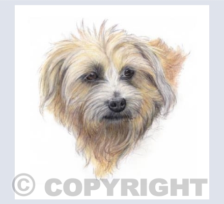 Dog  'Ruby'
