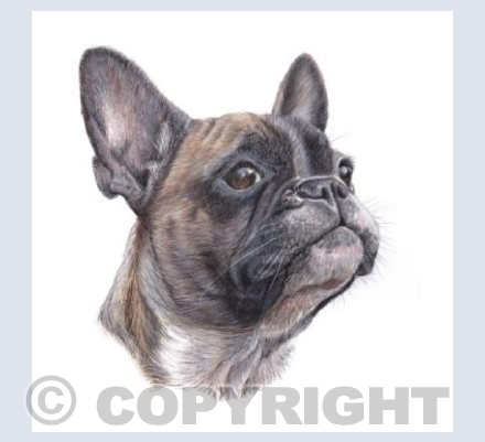 French Bulldog  'Boris'
