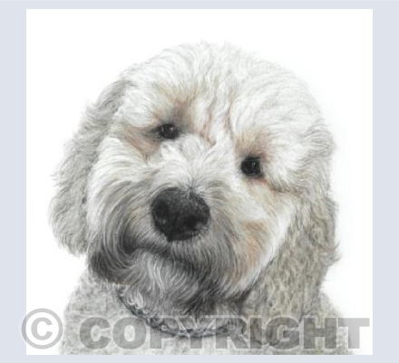 Cockapoo  'Bucky'