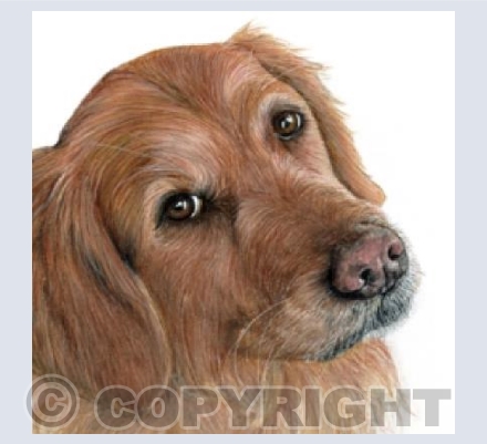 Golden Retriever  'Florence'