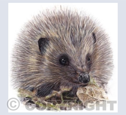 Hedgehog  'Prickles'
