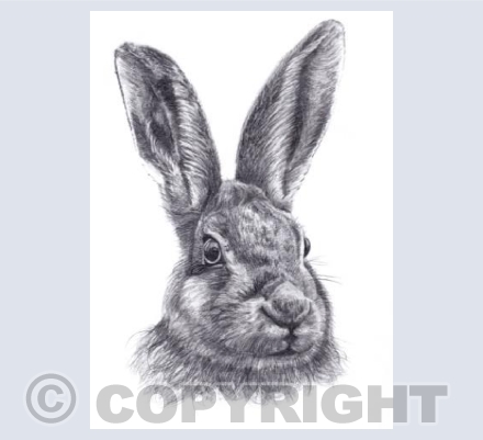 Hare  'Oscar'