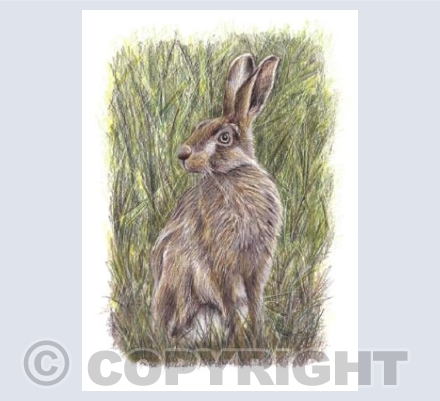 Hare - 'Sage'