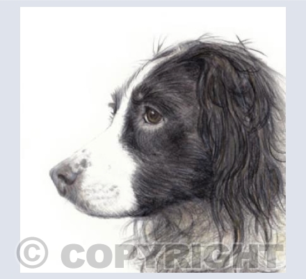 Springer Spaniel  'Maisie'