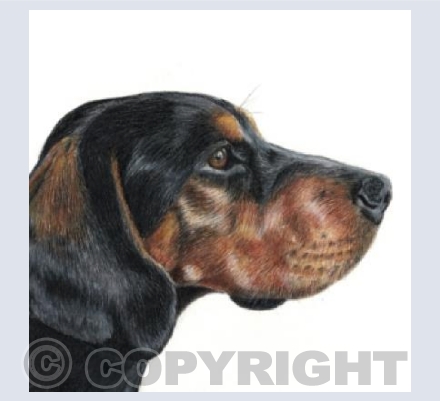 Dog  'Bailey'