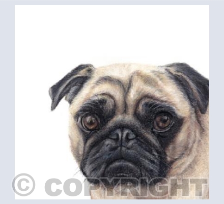 Pug  'Jim'