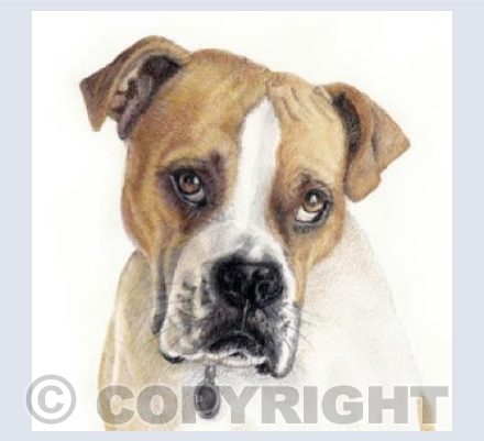 Boxer dog  'Charlie'