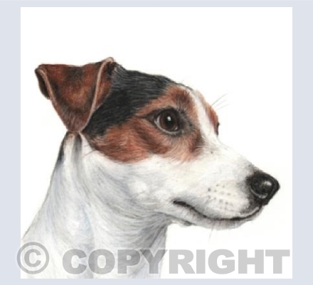 Jack Russell  'Jasper'