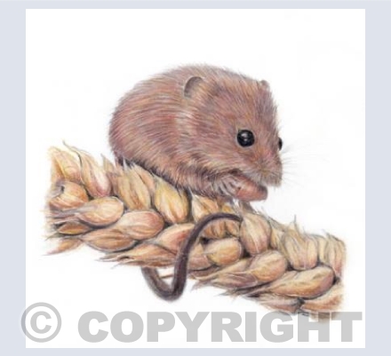 Mouse  'Nibbles'