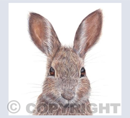 Rabbit  'Benjamin'