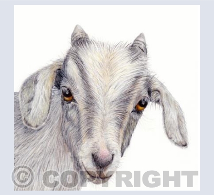 Goat  'Billy'