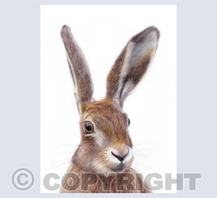Hare  'Willow'