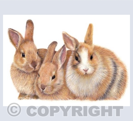 Three Bunnies