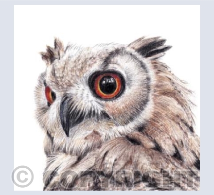 Owl  'Eagle Owl'