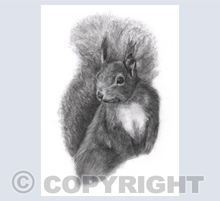 Squirrel
