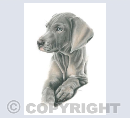 Weimaraner Puppy