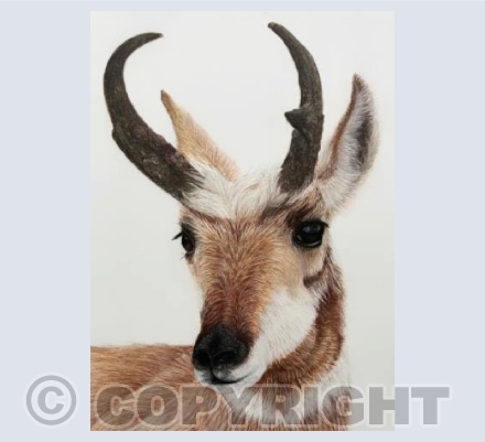 Deer