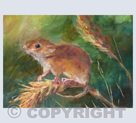 Harvest Mouse
