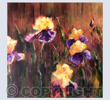 Iris
