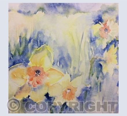 Daffodils