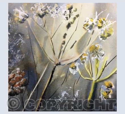 Cow Parsley