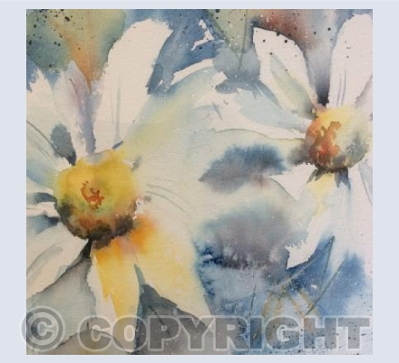 Daisies